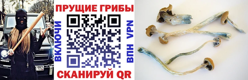 Псилоцибиновые грибы мухоморы  даркнет какой сайт  Вольск 